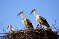 White storks (ciconia ciconia) family in the nest close-up.