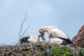 white storks Ciconia ciconia during nest building with one stork sit on eggs family birds care space for text blue sky Royalty Free Stock Photo