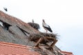 white storks Ciconia ciconia during nest building with one stork sit on eggs family birds care space for text blue sky Royalty Free Stock Photo