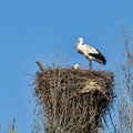 White Storks, Ciconia ciconia at Povoa e Meadas Dam in Castelo de Vide, Alentejo, Portugal Royalty Free Stock Photo