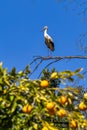 White Storks, Ciconia ciconia at Povoa e Meadas Dam in Castelo de Vide, Alentejo, Portugal Royalty Free Stock Photo