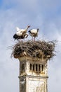 White Storks, Ciconia ciconia at Povoa e Meadas Dam in Castelo de Vide, Alentejo, Portugal Royalty Free Stock Photo