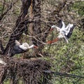 White Storks, Ciconia ciconia at Povoa e Meadas Dam in Castelo de Vide, Alentejo, Portugal Royalty Free Stock Photo