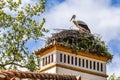 White Storks, Ciconia ciconia at Povoa e Meadas Dam in Castelo de Vide, Alentejo, Portugal Royalty Free Stock Photo