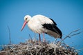 White storks ( ciconia ciconia ) standingin a Royalty Free Stock Photo