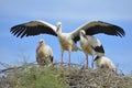 White storks on their nest