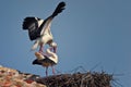 White storks Ciconia ciconia copulating at sunset, on the roof of the collegiate church of San Miguel de Alfaro, Spain Royalty Free Stock Photo