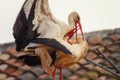 White storks Ciconia ciconia copulating at sunset, on the roof of the collegiate church of San Miguel de Alfaro, Spain Royalty Free Stock Photo