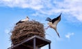 White Storks, Ciconia ciconia, Linum, Brandenburg an der Havel