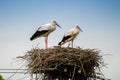 White storks