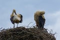 White Storks (Ciconia Ciconia) in nest cleaning feathers and win