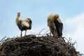 White Storks (Ciconia Ciconia) in nest cleaning feathers and win
