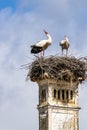White Storks, Ciconia ciconia at Povoa e Meadas Dam in Castelo de Vide, Alentejo, Portugal Royalty Free Stock Photo