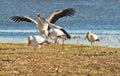 White Storks fighting for a stone Royalty Free Stock Photo