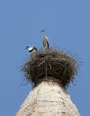 White storks in Huesca, Spain