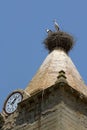 White storks in Huesca, Spain