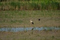 White storks at Hutovo Blato bird reserve