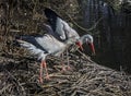 White storks near the pond 1