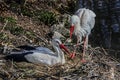 White storks on the nest 3