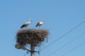 White Storks in the nest on electric pole