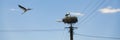 White storks in nest on electric pole