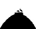 White storks in nest on the roof silhouette