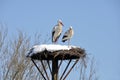 White storks on a nest, Salburua park (Spain) Royalty Free Stock Photo