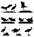 White Storks on the nest silhouette set