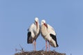 White storks on nest