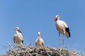 White Storks in the nest