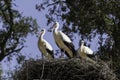 White storks on the nest