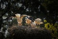 White storks in a nest on a tree Royalty Free Stock Photo