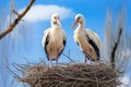 White Storks on Nest