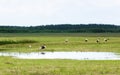 White Storks Resting By The Water On A Field At Summer Day