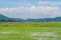 White storks on the rice field. Asian Openbill standing in the r Royalty Free Stock Photo