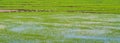 White storks on the rice field. Asian Openbill standing in the r Royalty Free Stock Photo