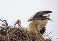 White storks sitting in its nest on a roof in Germany