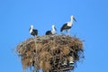White storks in their nest Royalty Free Stock Photo