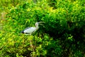 White Storks in Thung Nham Natural Reserve
