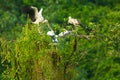 White Storks in Thung Nham Natural Reserve