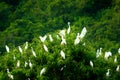 White Storks in Thung Nham Natural Reserve Royalty Free Stock Photo