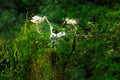 White Storks in Thung Nham Natural Reserve