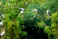 White Storks in Thung Nham Natural Reserve