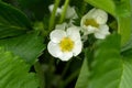 White strawberry blossom flowers with green leaves in Spring garden Royalty Free Stock Photo