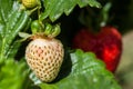 White strawberry on blurred background.