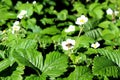 White strawberry flower pollinated by a bee in hot weather