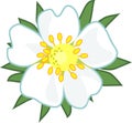 White strawberry flower with yellow center