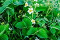 White strawberry flowers on a background of green leaves in the garden, close-up. Blooming strawberry for publication Royalty Free Stock Photo