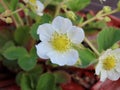 White strawberry flowers Royalty Free Stock Photo