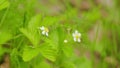White strawberry flowers are flowering plants in spring. Strawberry flowers among green leaves. Selective focus. Royalty Free Stock Photo
